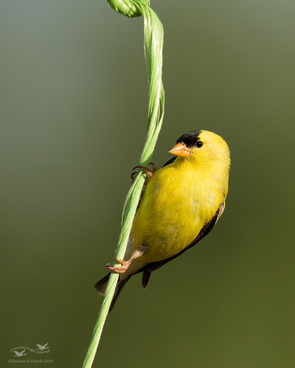 American Goldfinch
