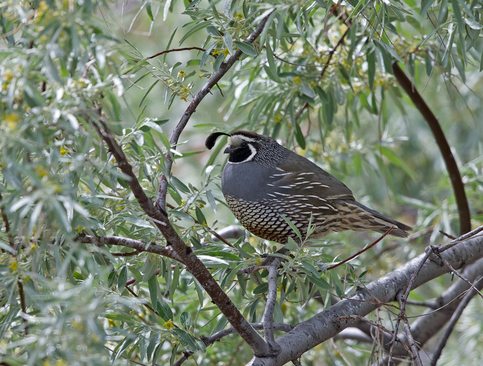 California Quail