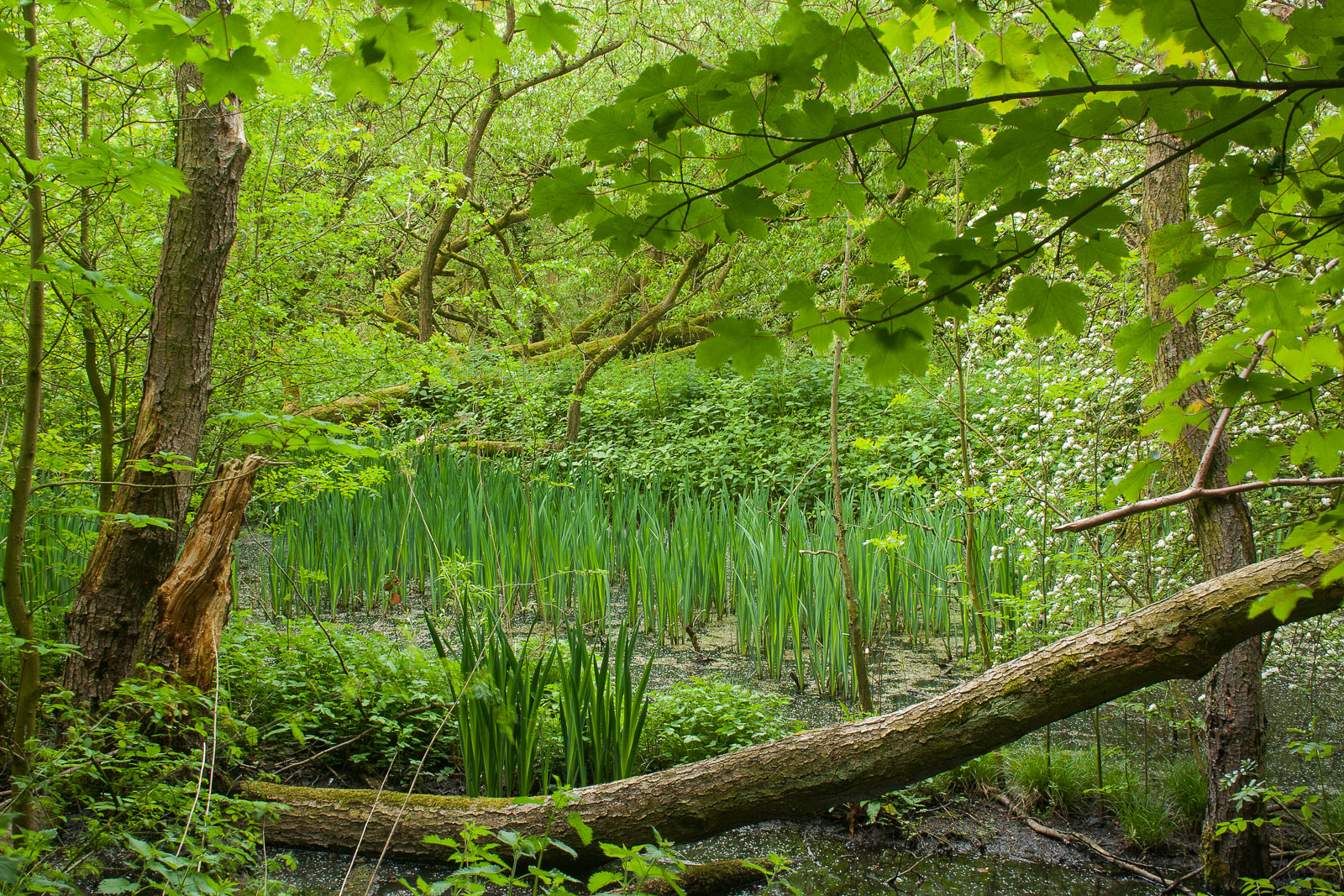 Woodland Spring