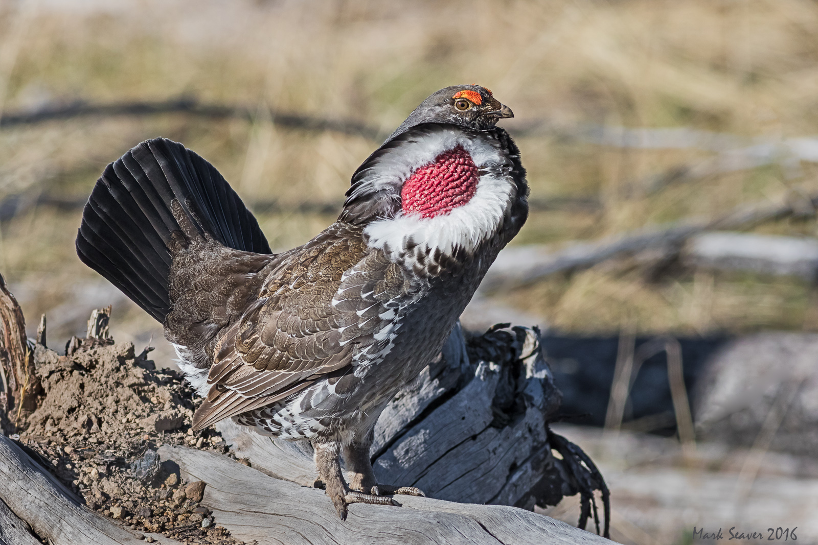 Dusky Grouse