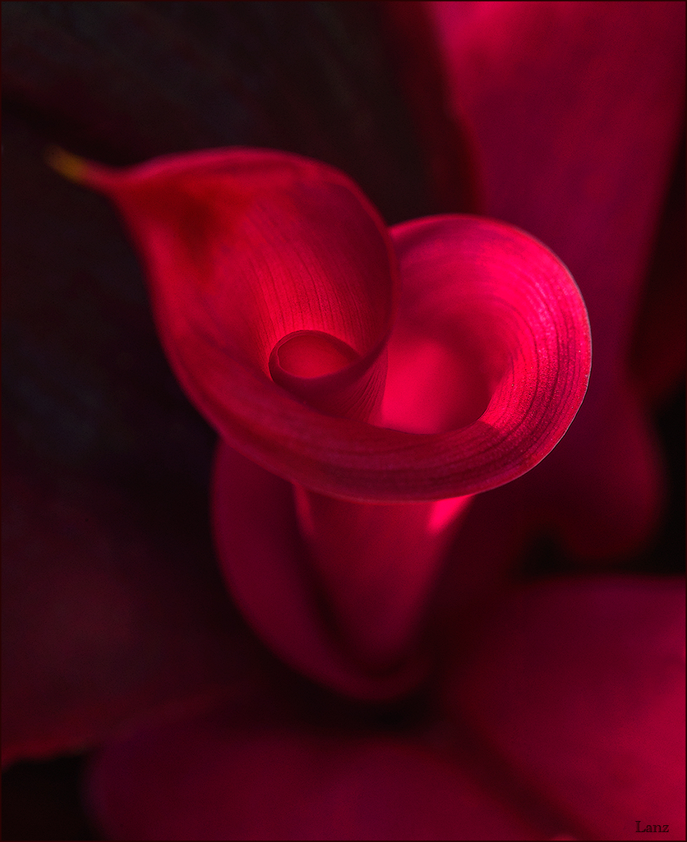 TiPlant Passion