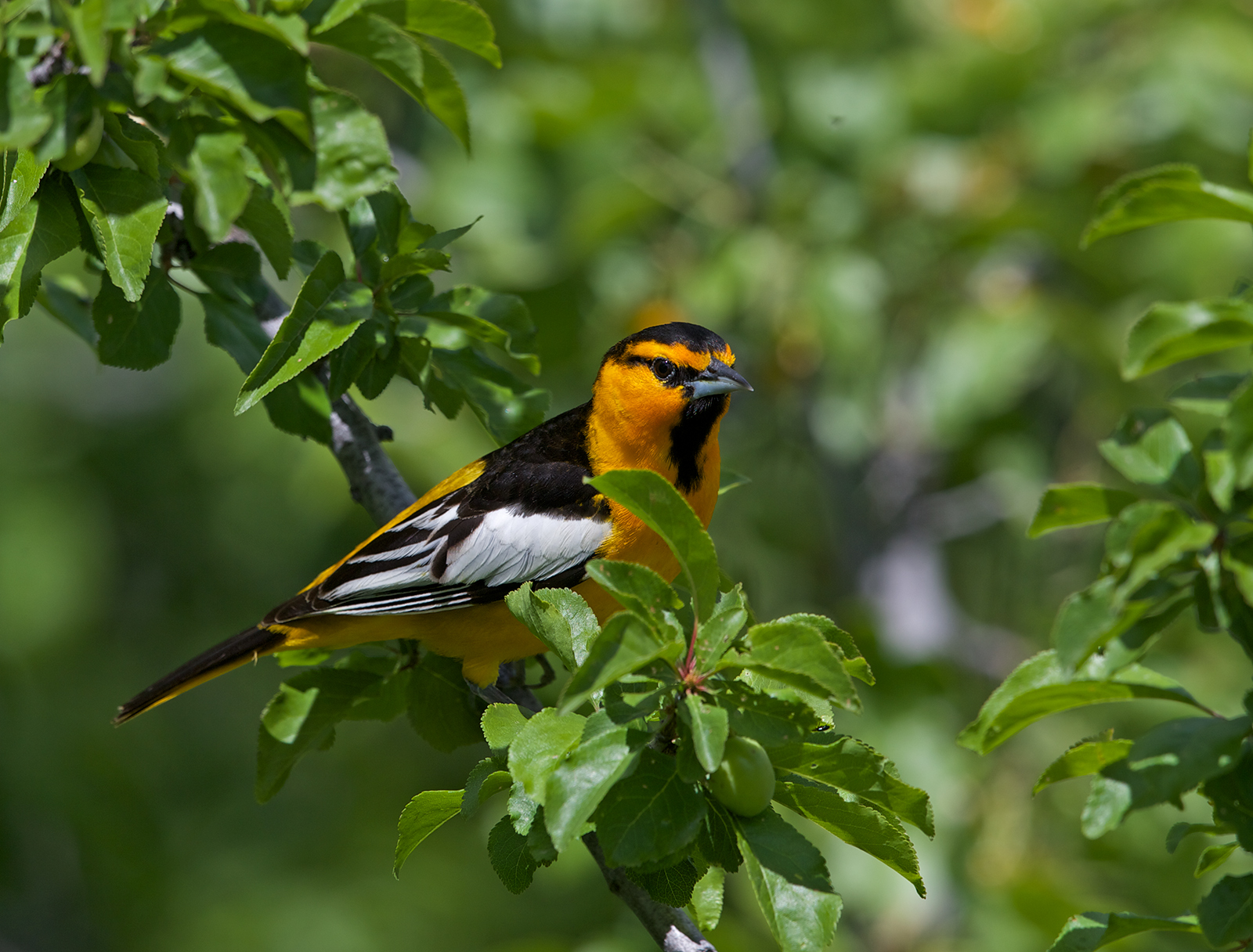 Bullock's Oriole