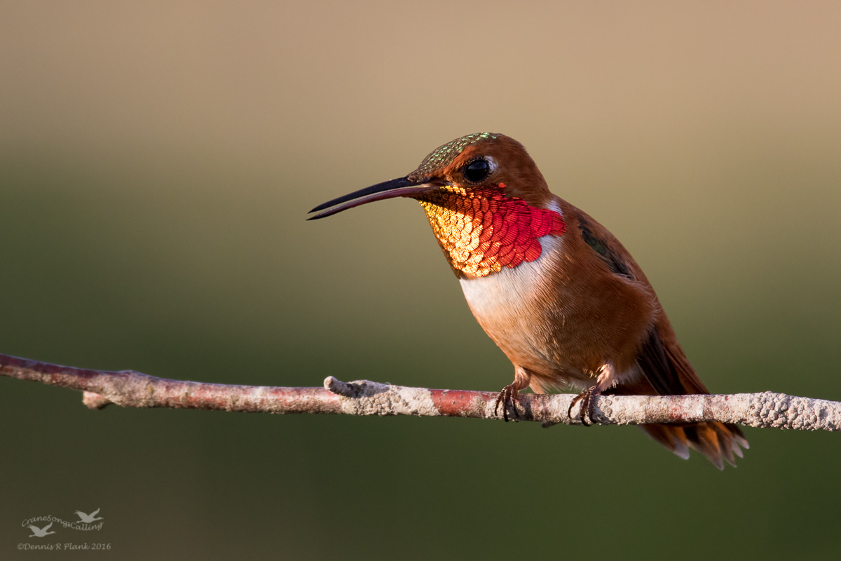 Male Rufous Hummingbird