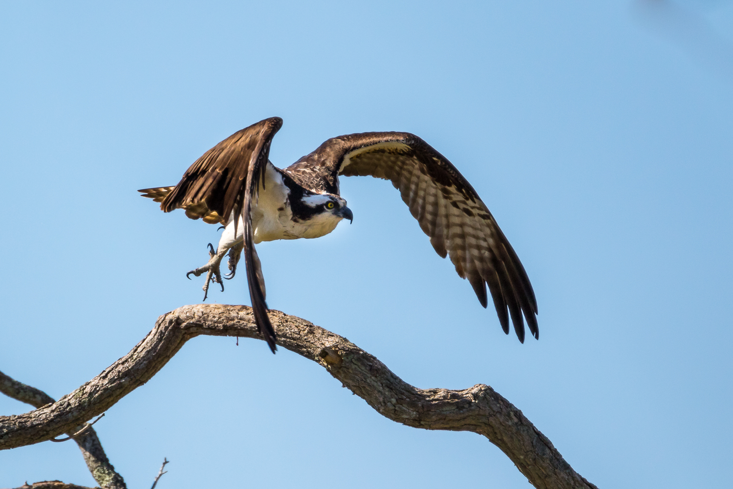 first of the year
