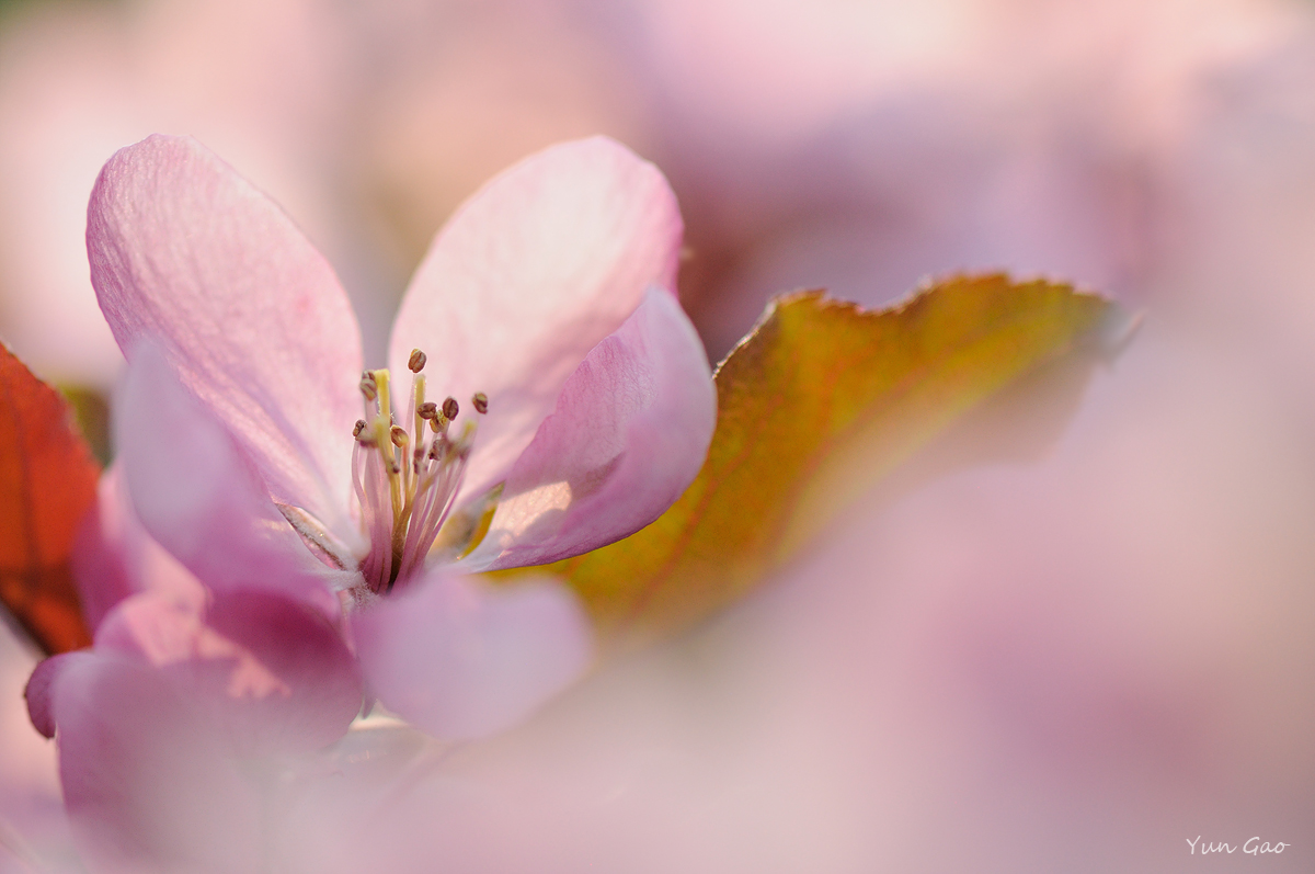 Spring softness