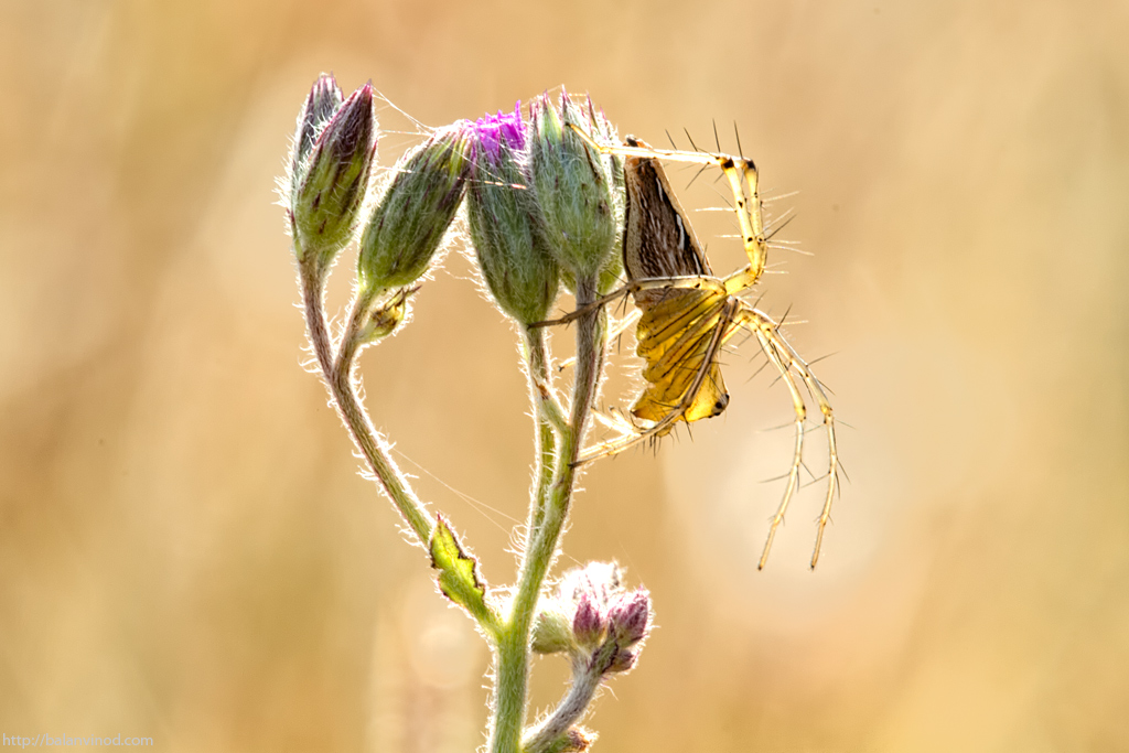 Hugging a Bud