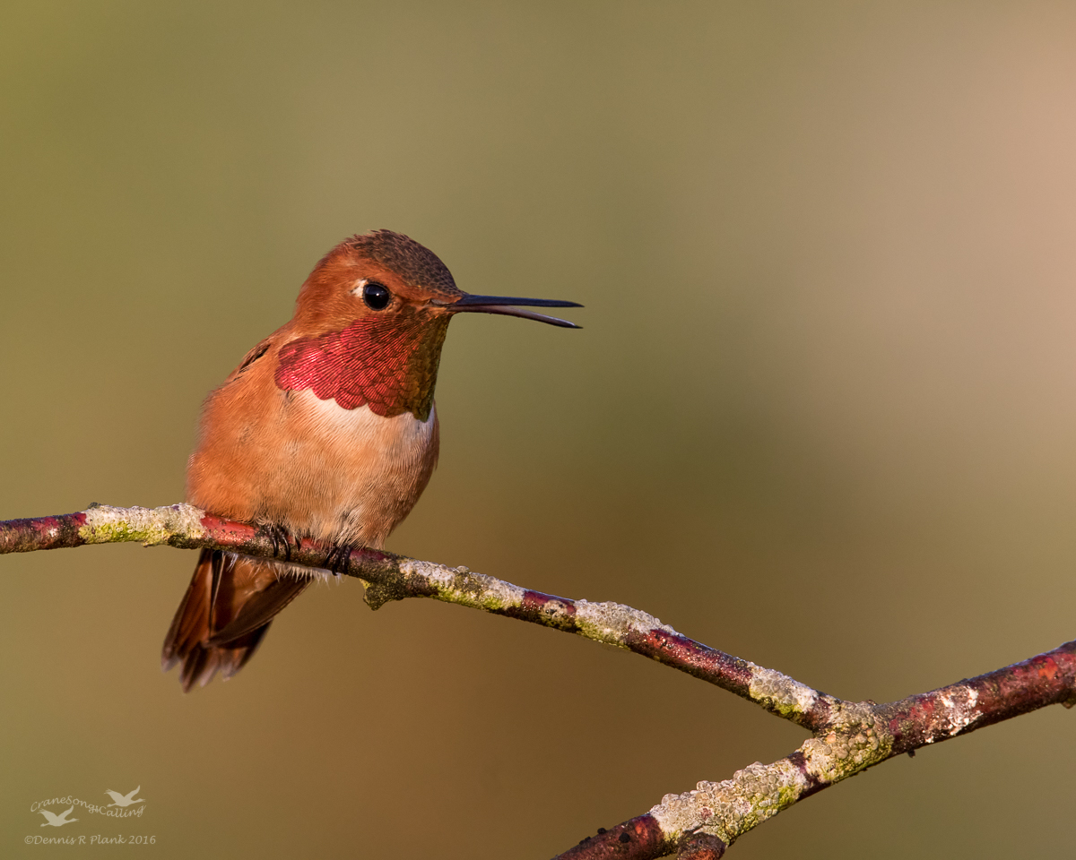 Rufous Hummingbird