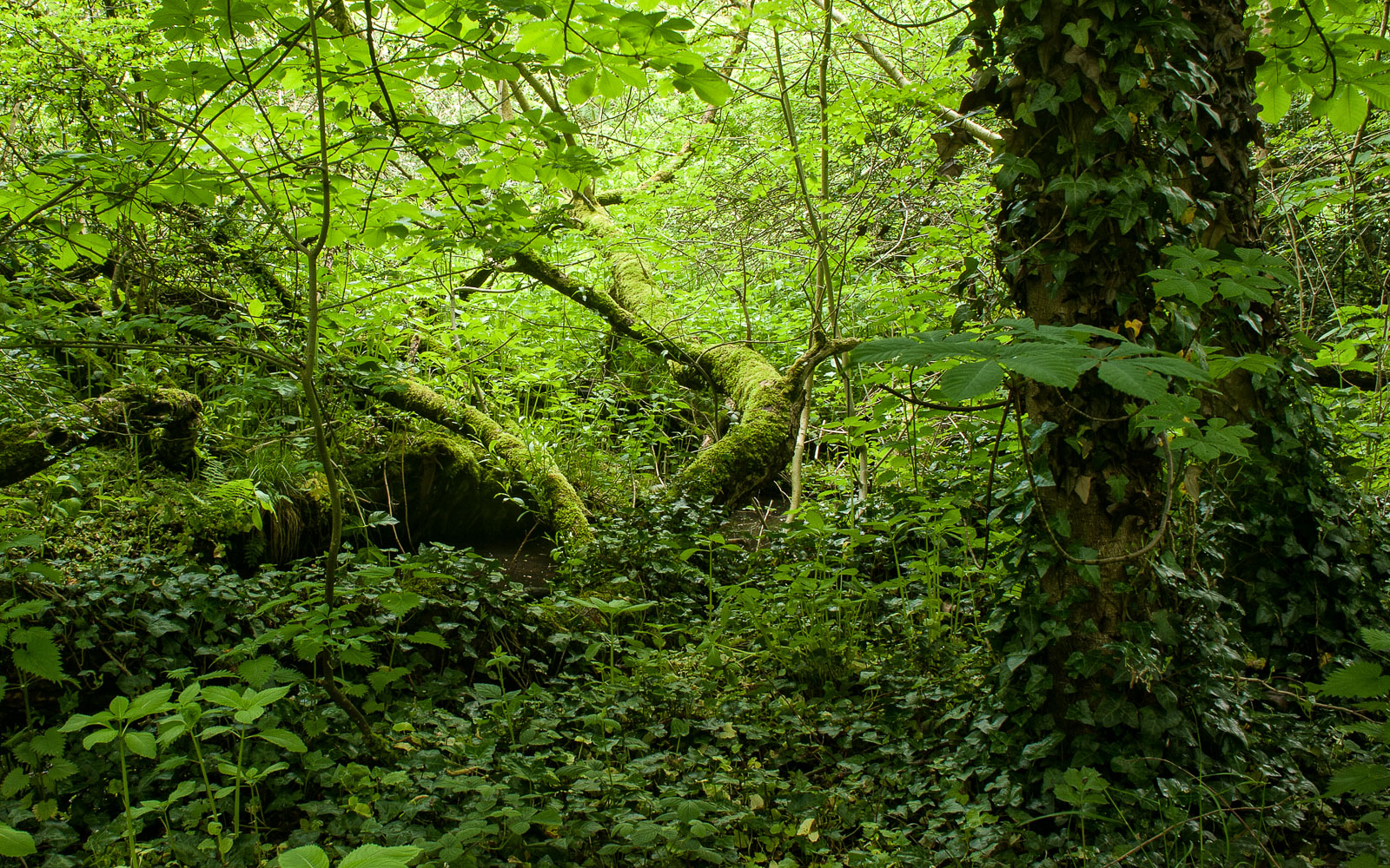 Deep in the Woods