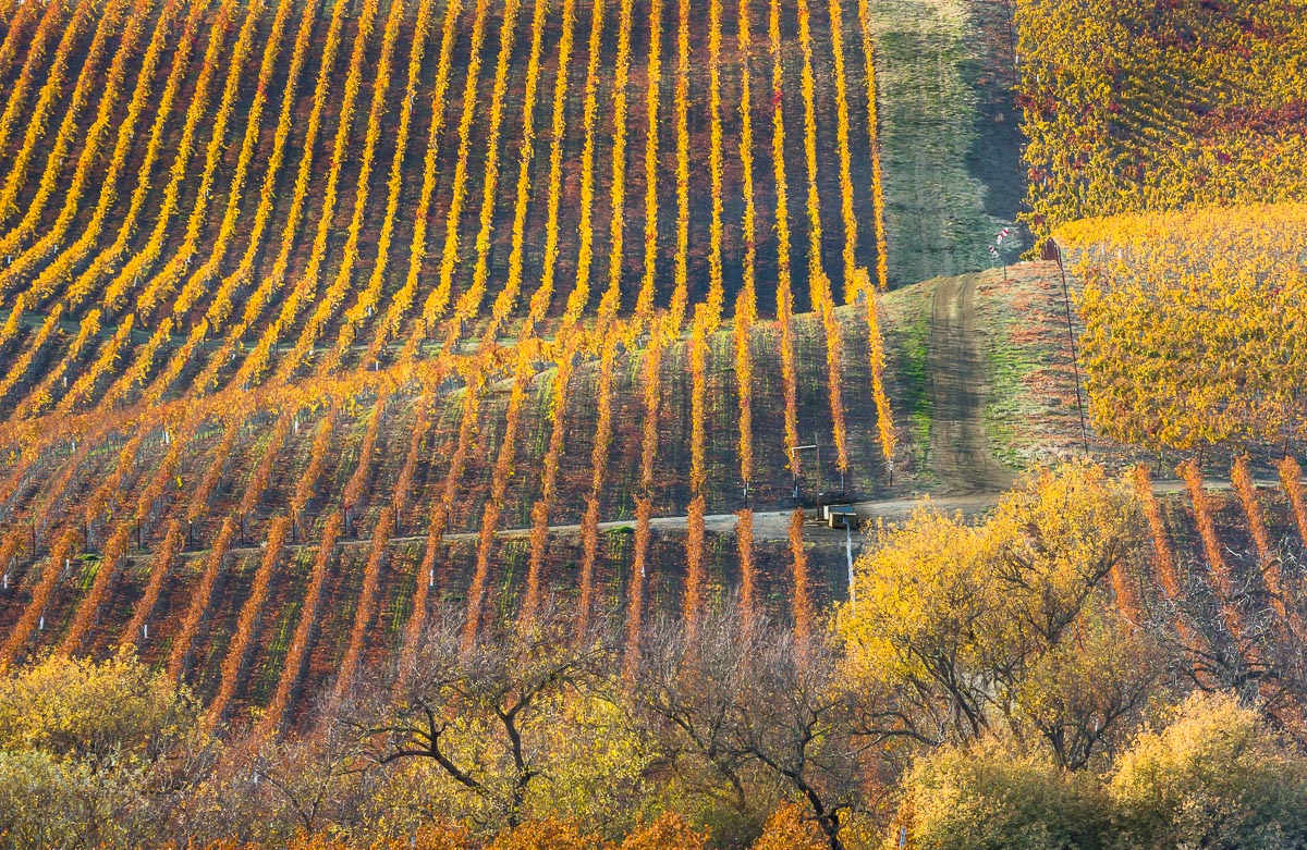 Fall Vineyard-WC
