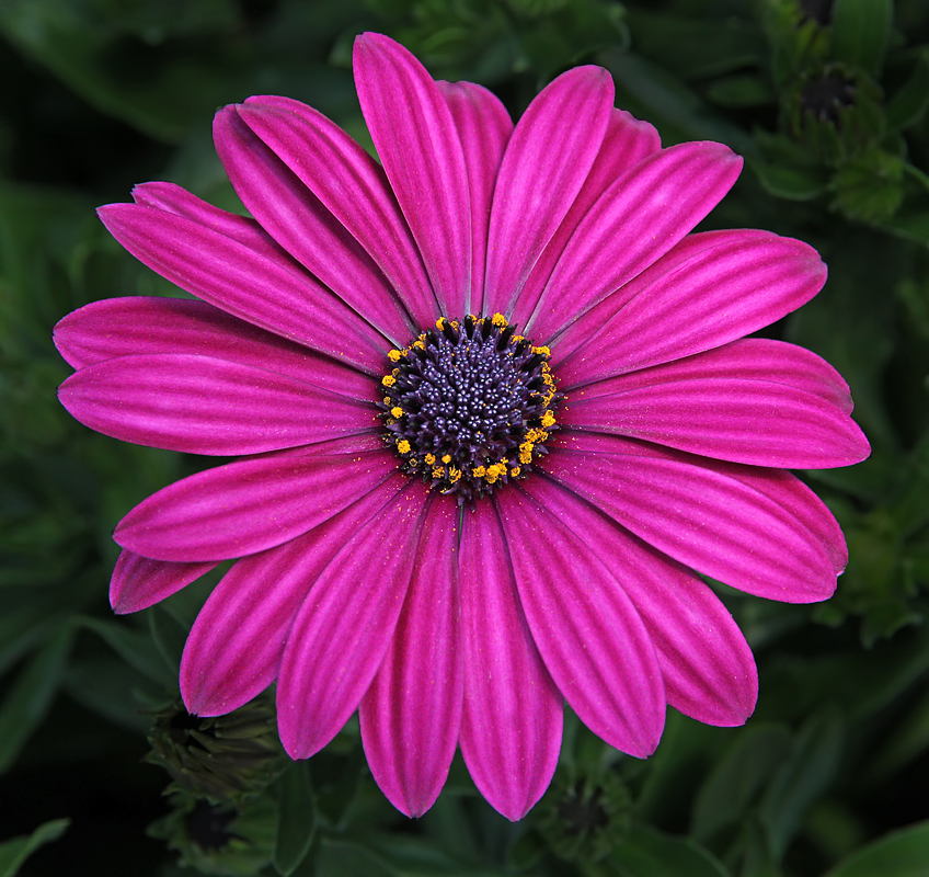 Parallel Lines in Petals