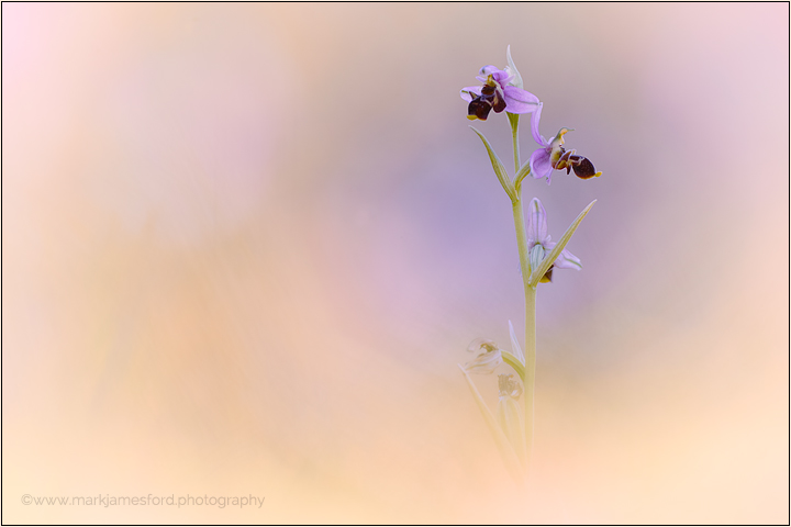 Delicate