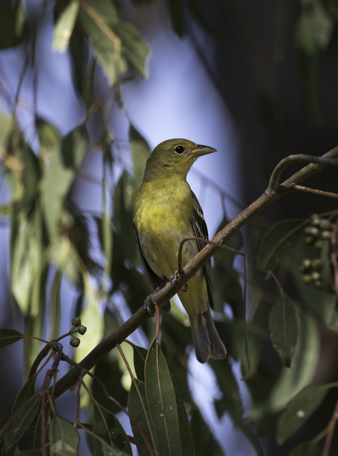 Western Tanager
