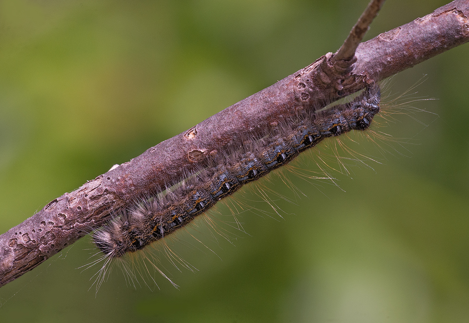 Eastern Tent Caterpillar