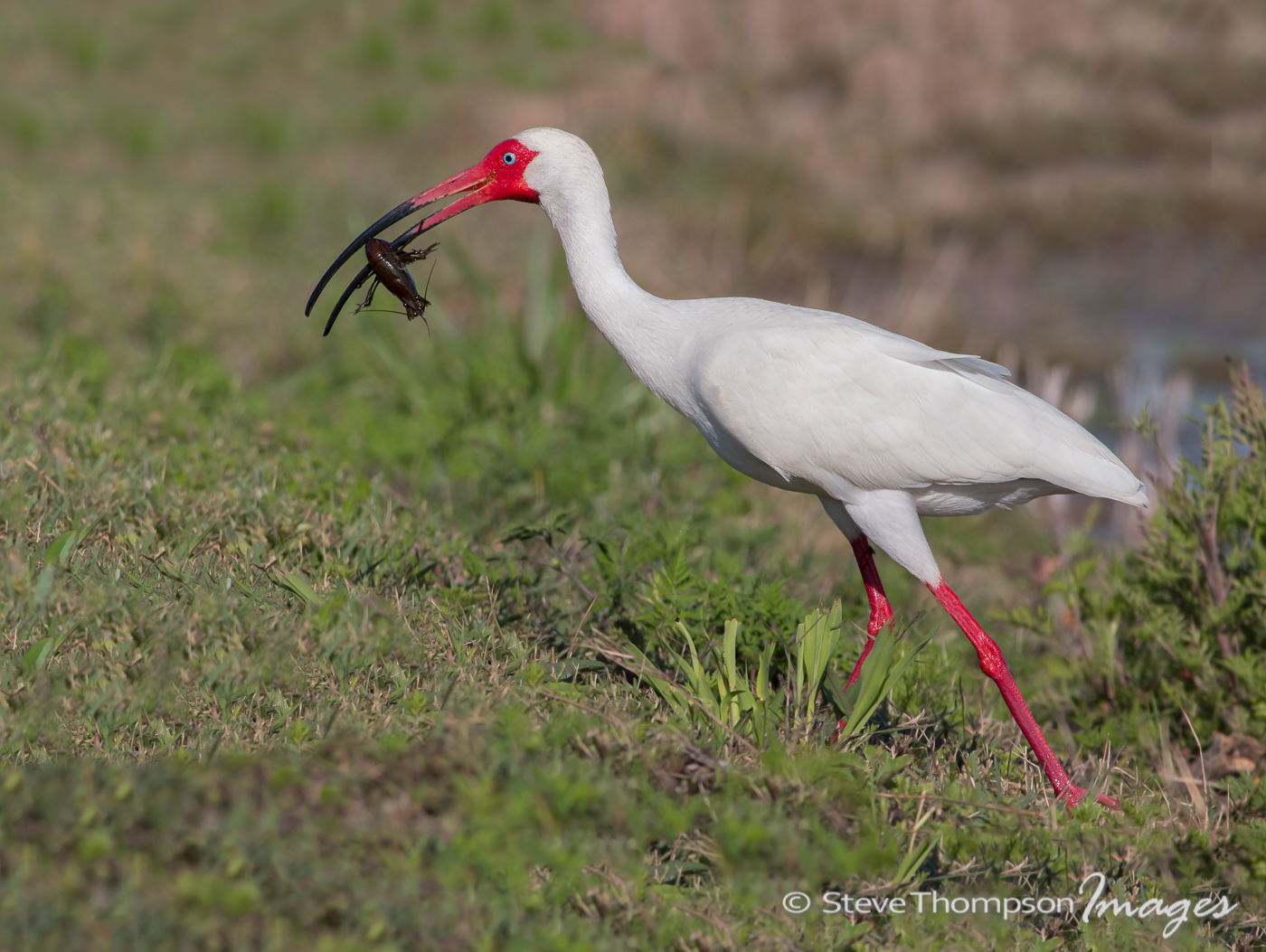 White Ibis with Prey