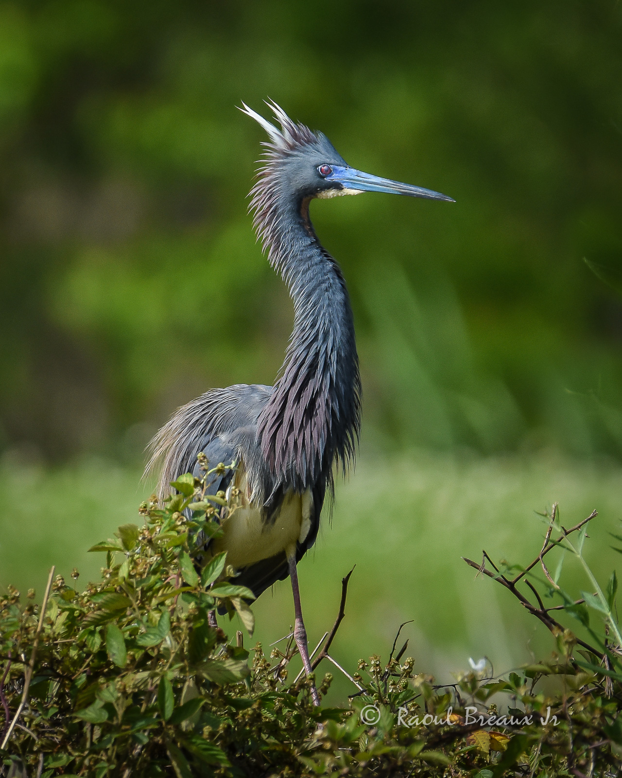 Tricolored Heron
