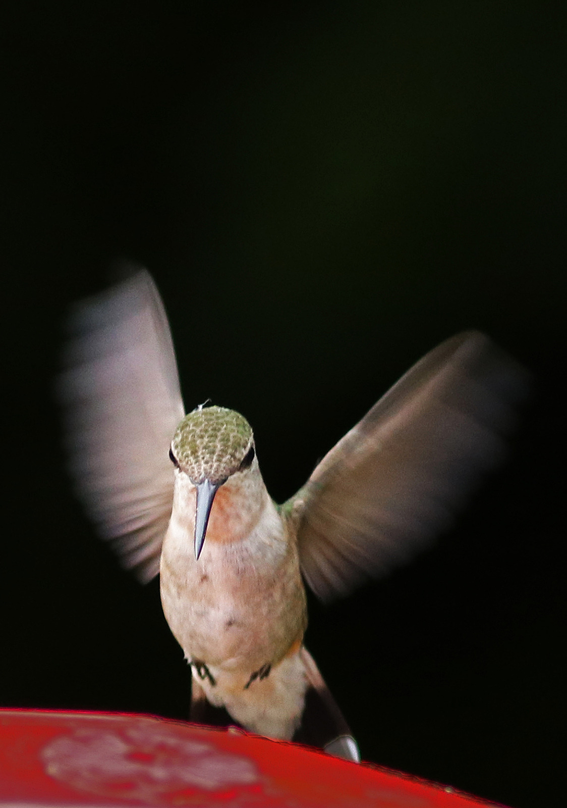 Hummer