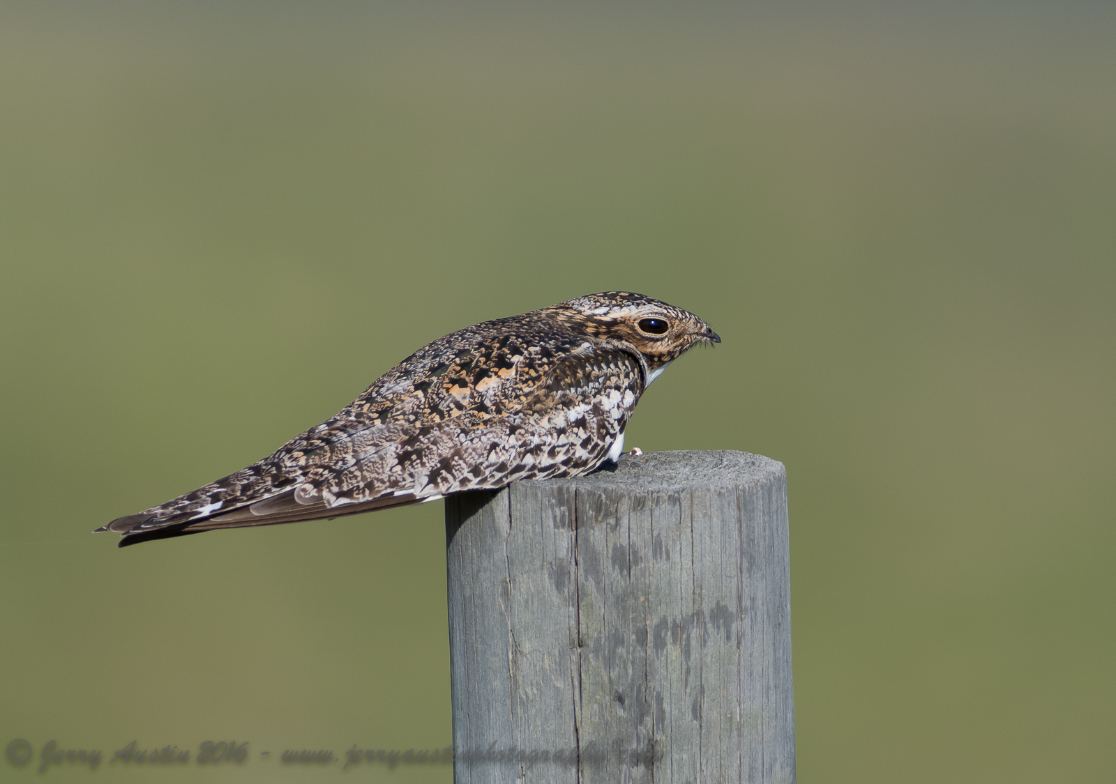 Texas Nighthawk 4