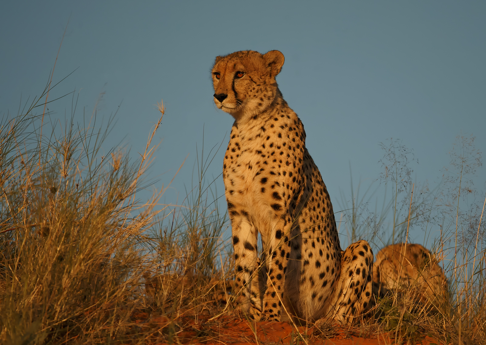 Sunset Cheetah