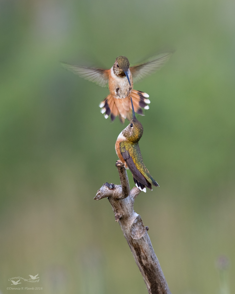 Rufous Hummingbirds