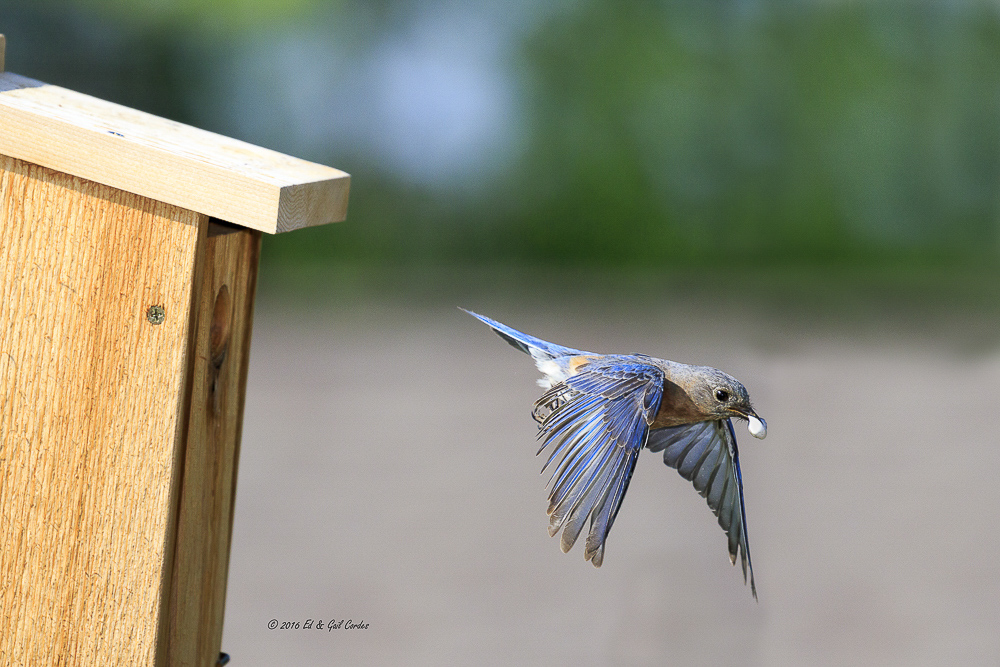 Bluebird on "Poop Duty"