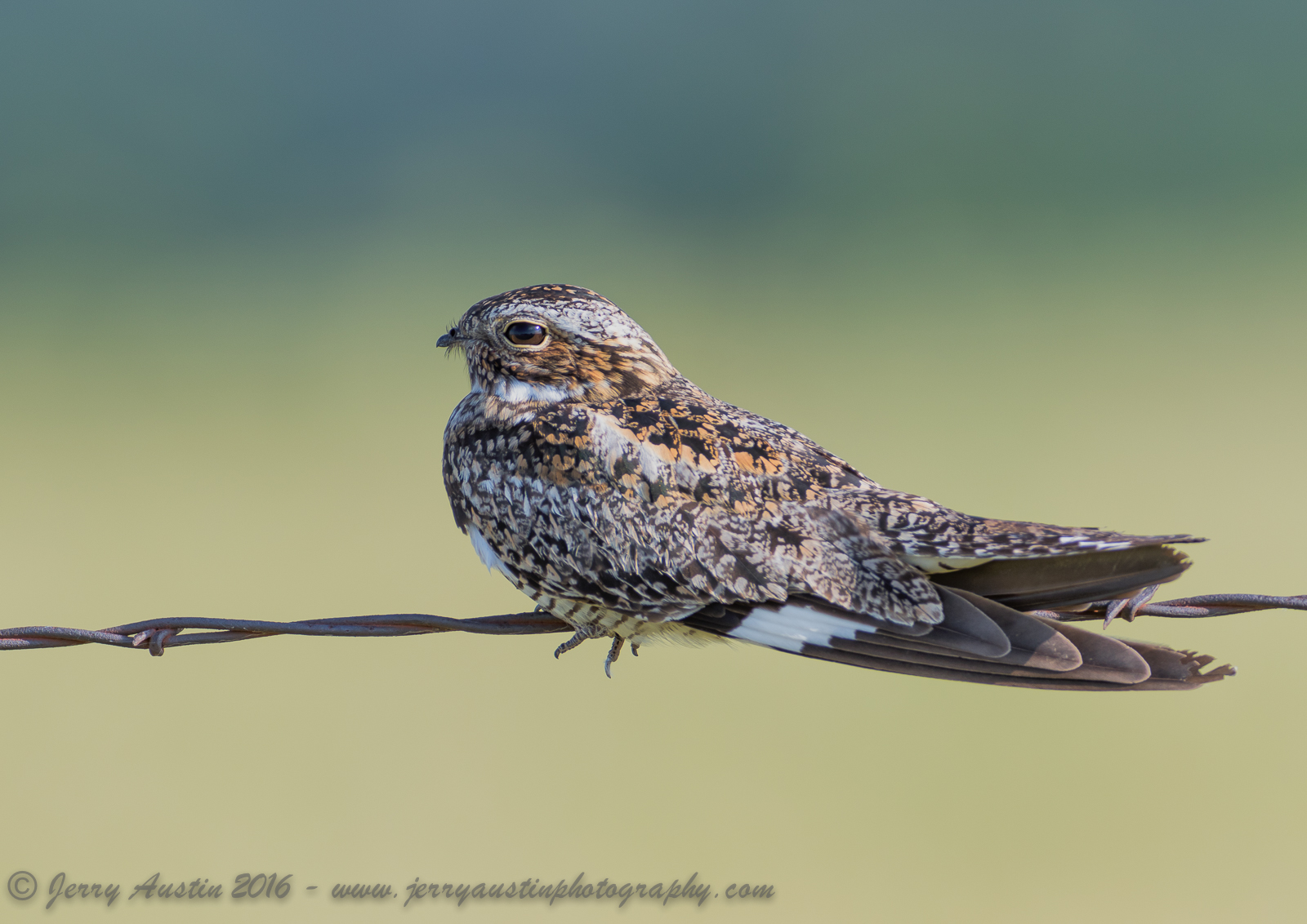 Texas Nighthawk 5