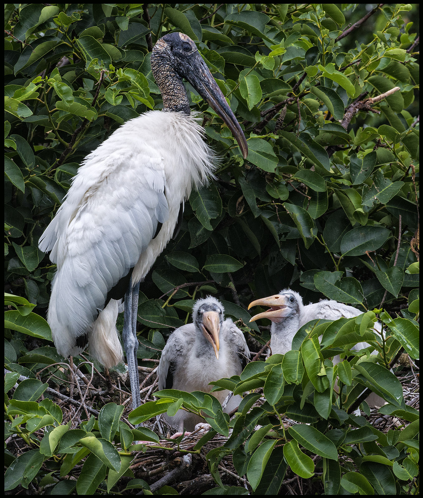 Wood Stork + Chicks