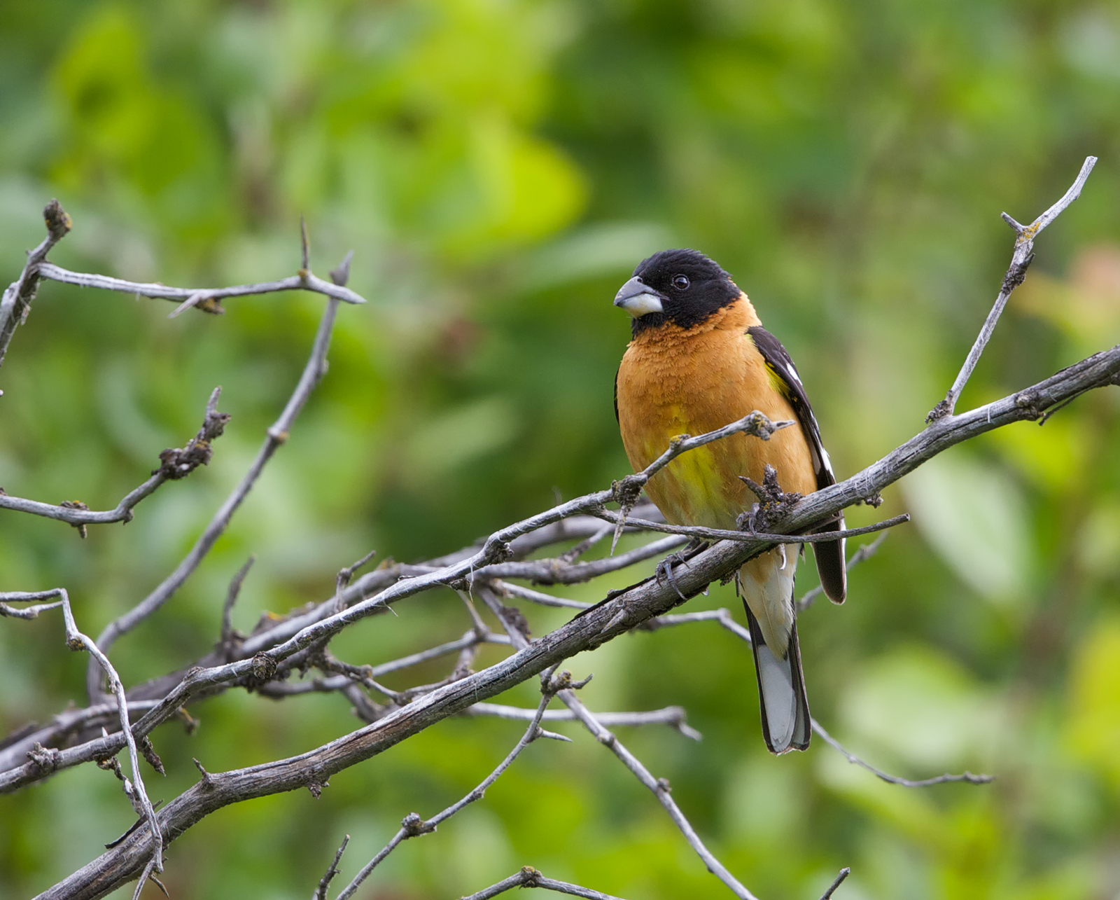 Black-headed Grosbeak