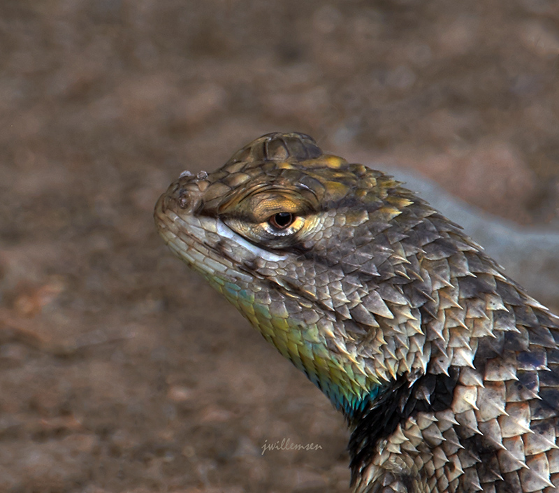 Desert Spiny Lizard