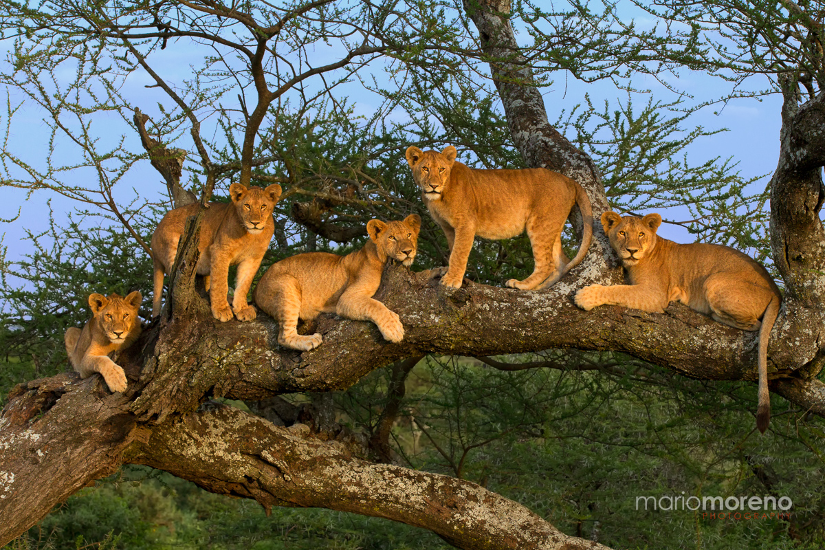 Wildlife - 1st HM