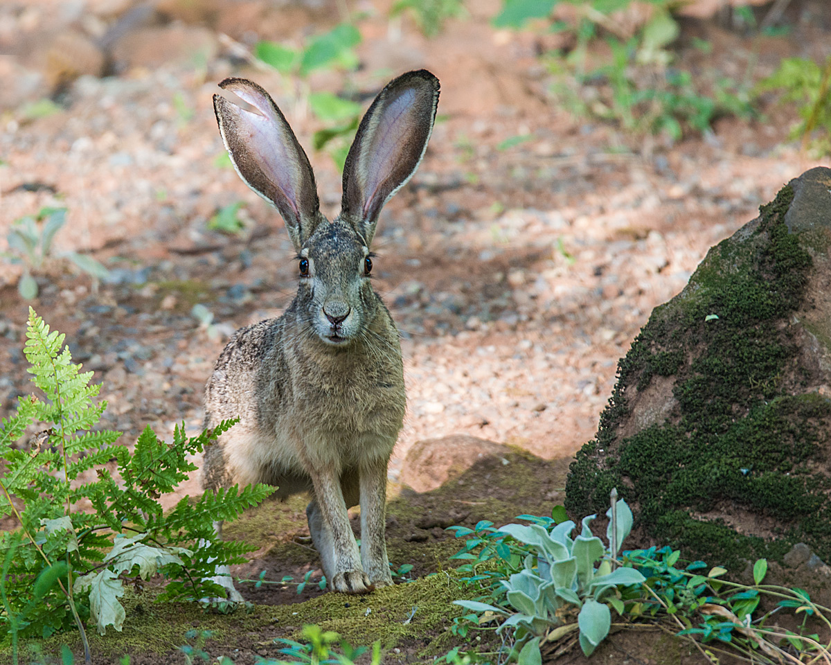 Black-tailed Jackrabbit