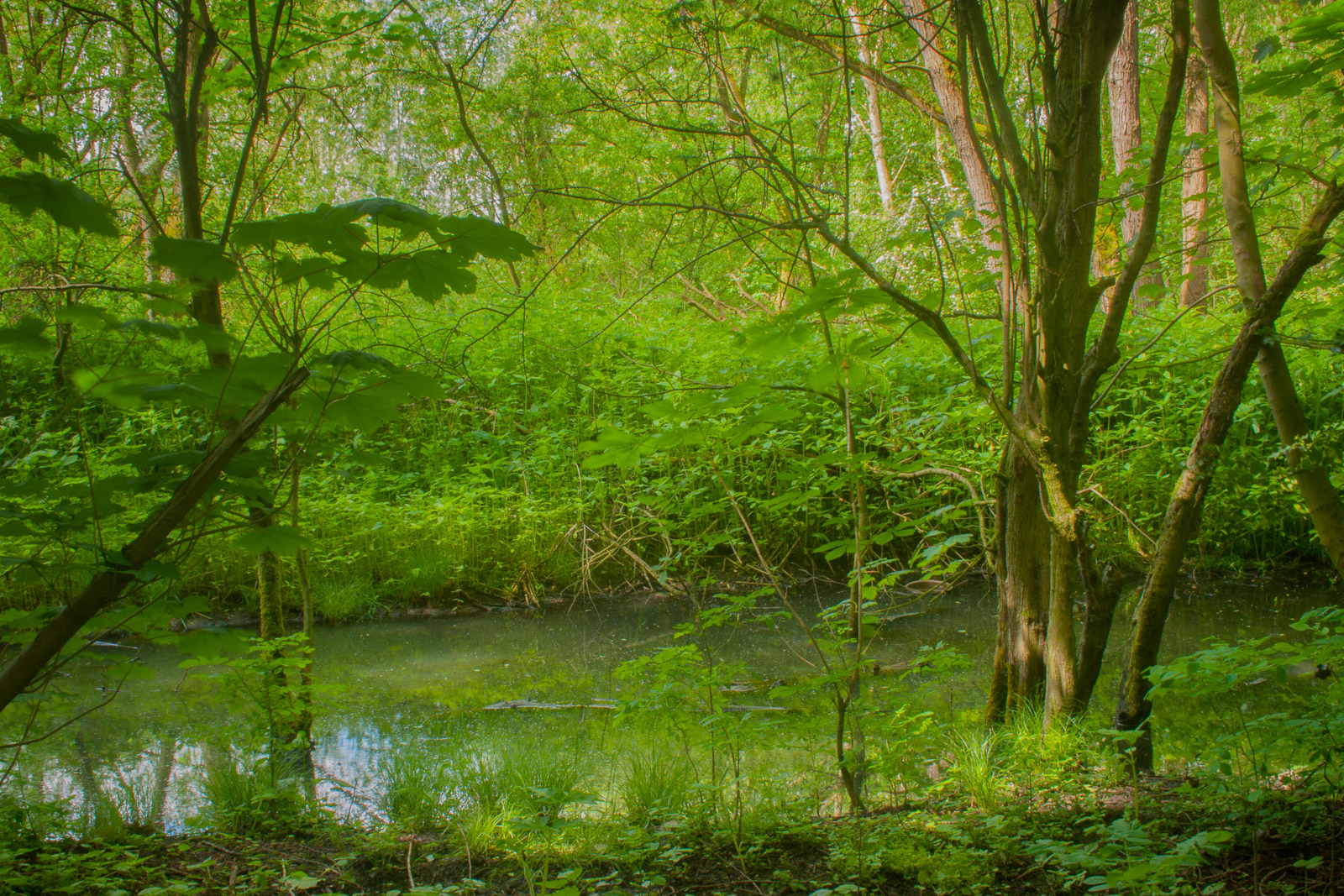 Woodland Rivulet