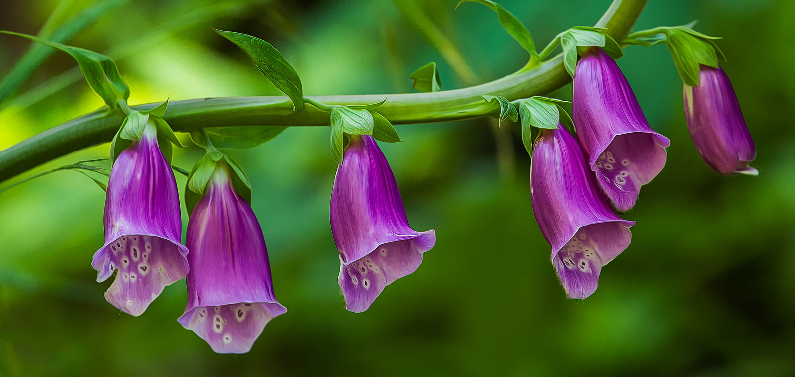 In the Rain Forest