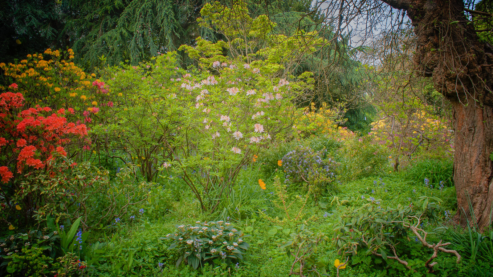 Garden Scene