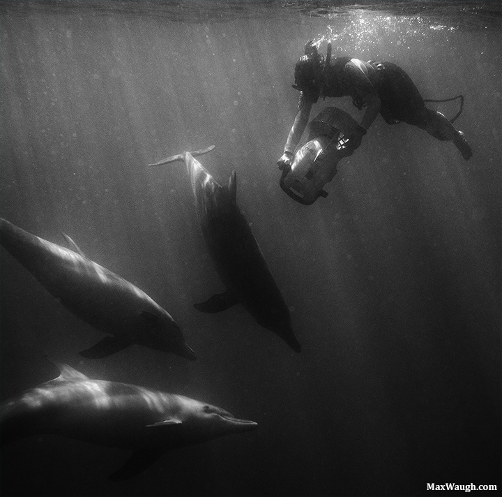 Swimming With Dolphins