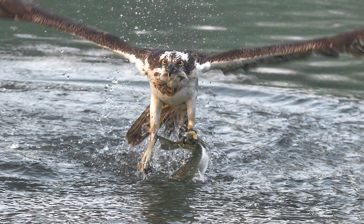 osprey catching trout
