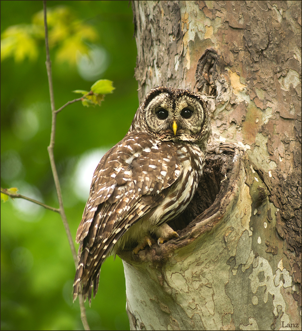 Local Resident Owl