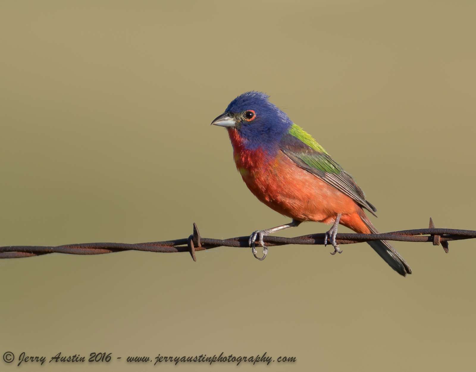 Texas Painted Bunting