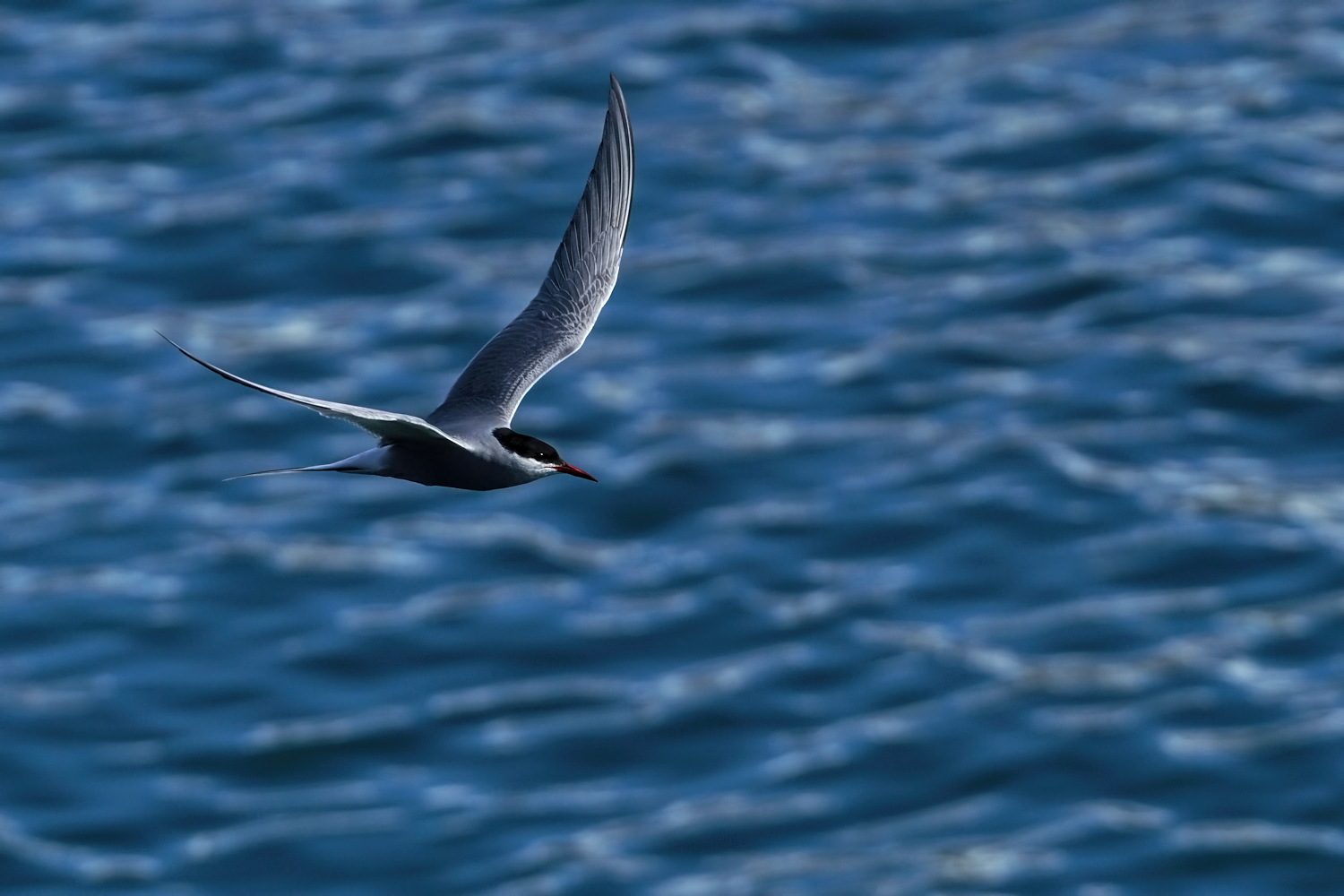 Tern on the Blue