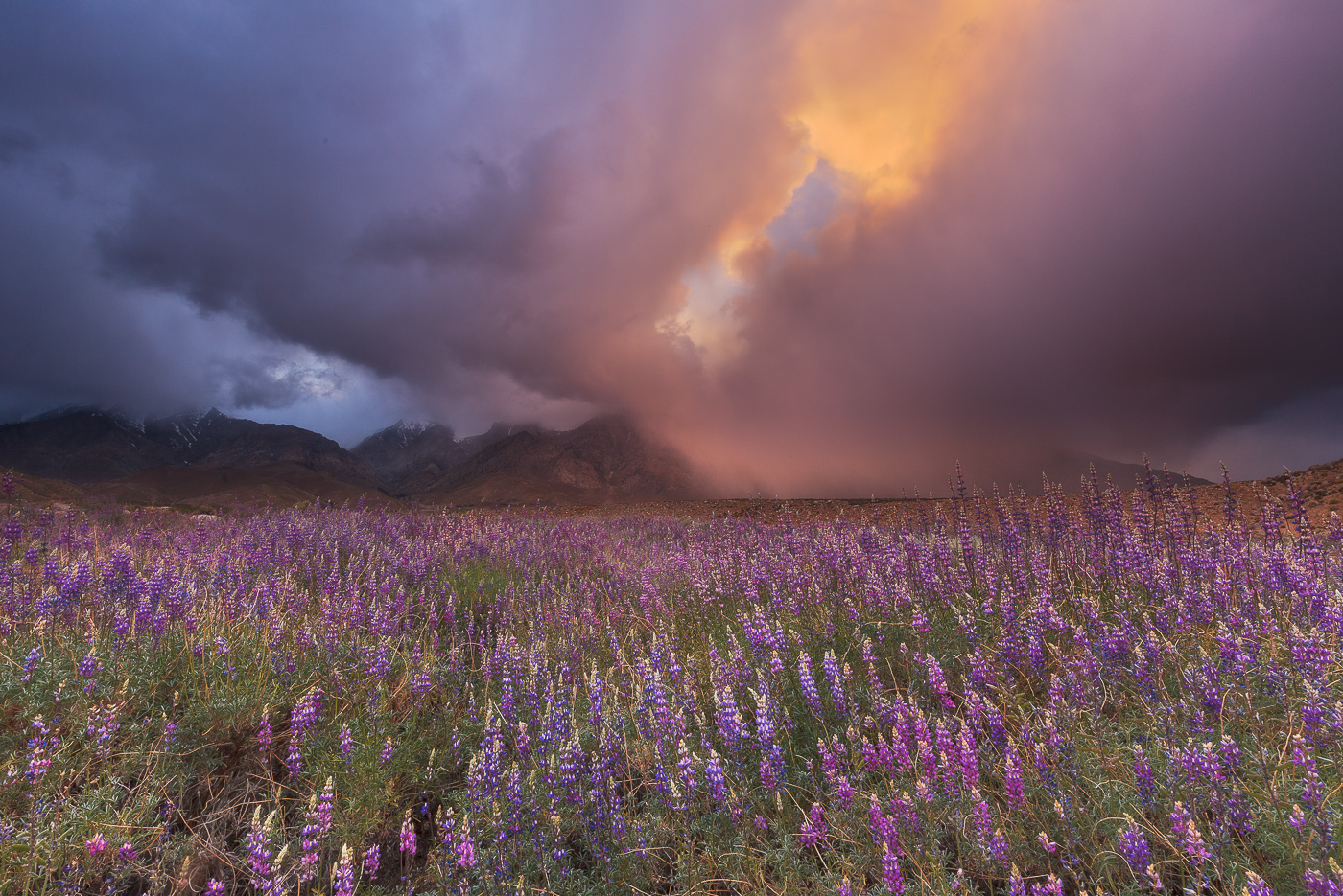 Purple Haze