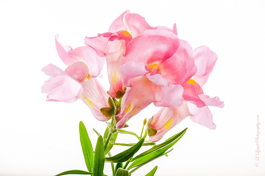 Snapdragons
