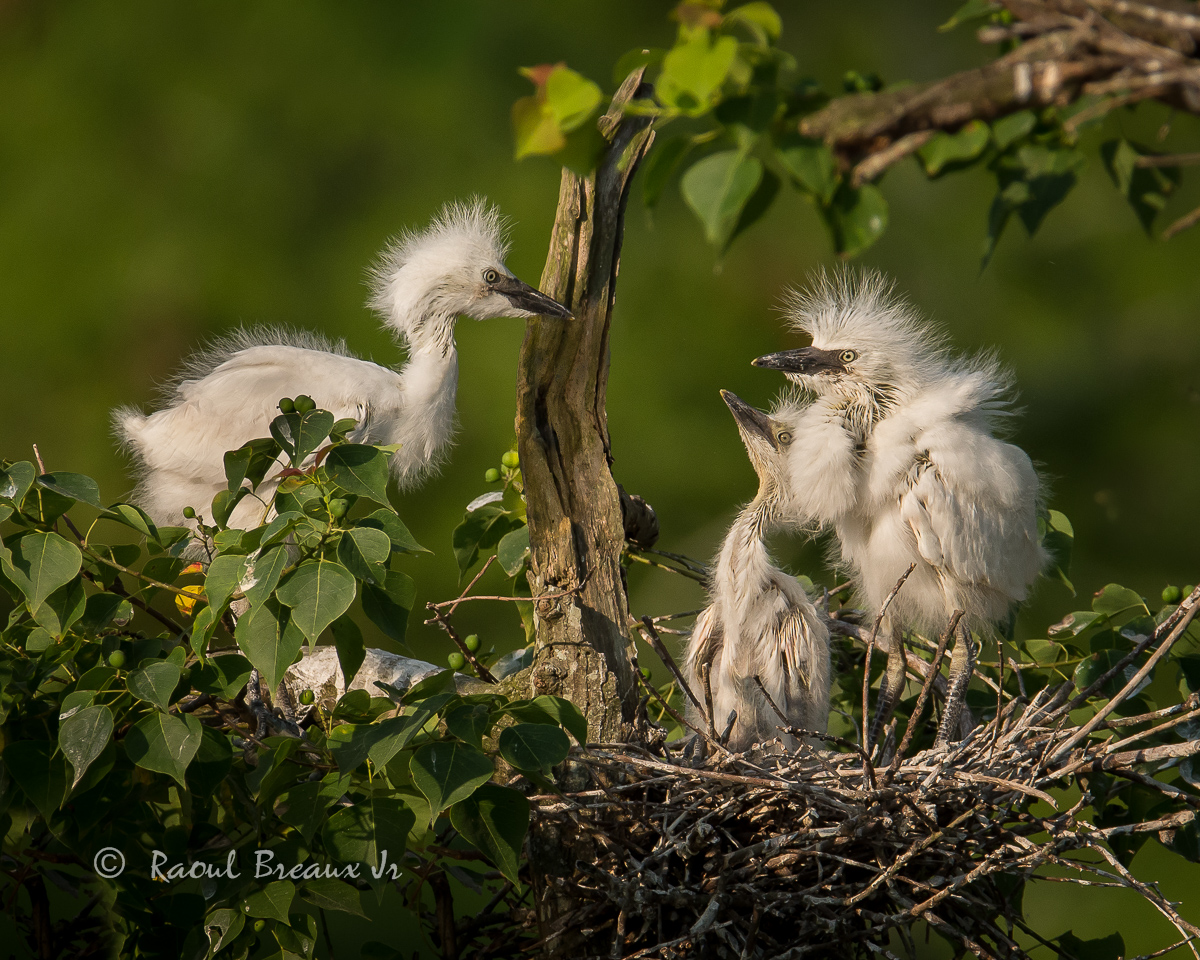 Cattle Egret Chicks
