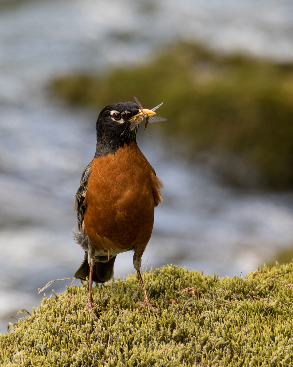 American Robin