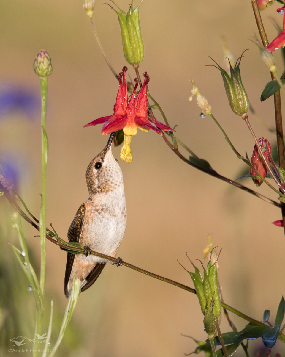 Hummingbird