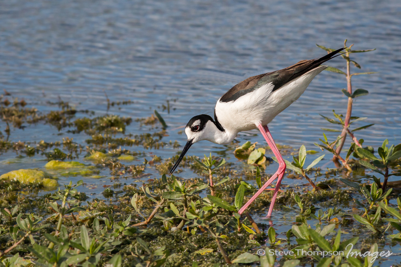 Black-Necked Stilt