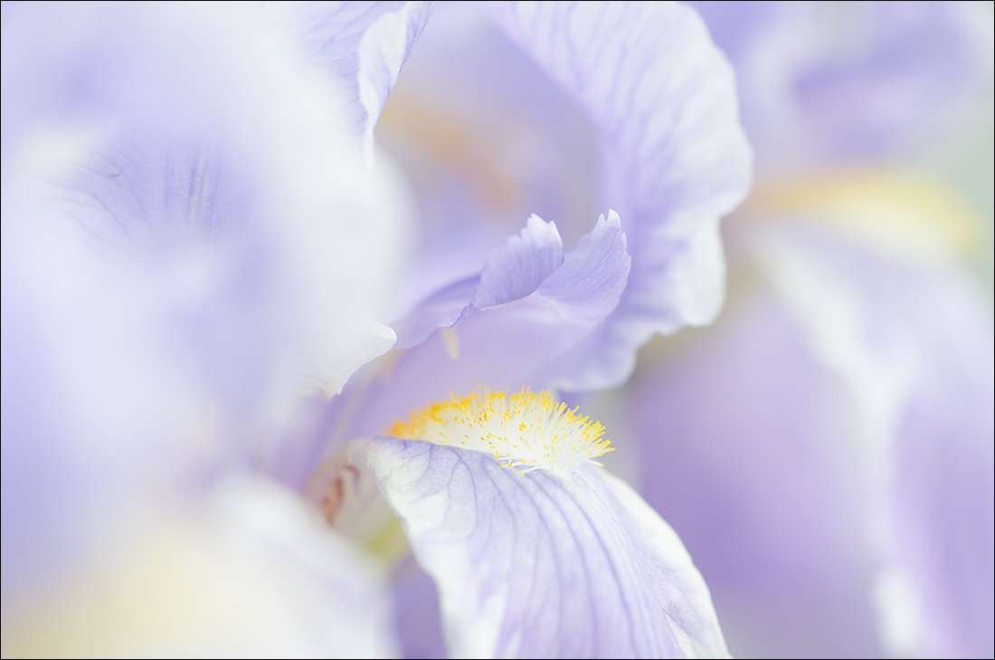 Pretty Maids...