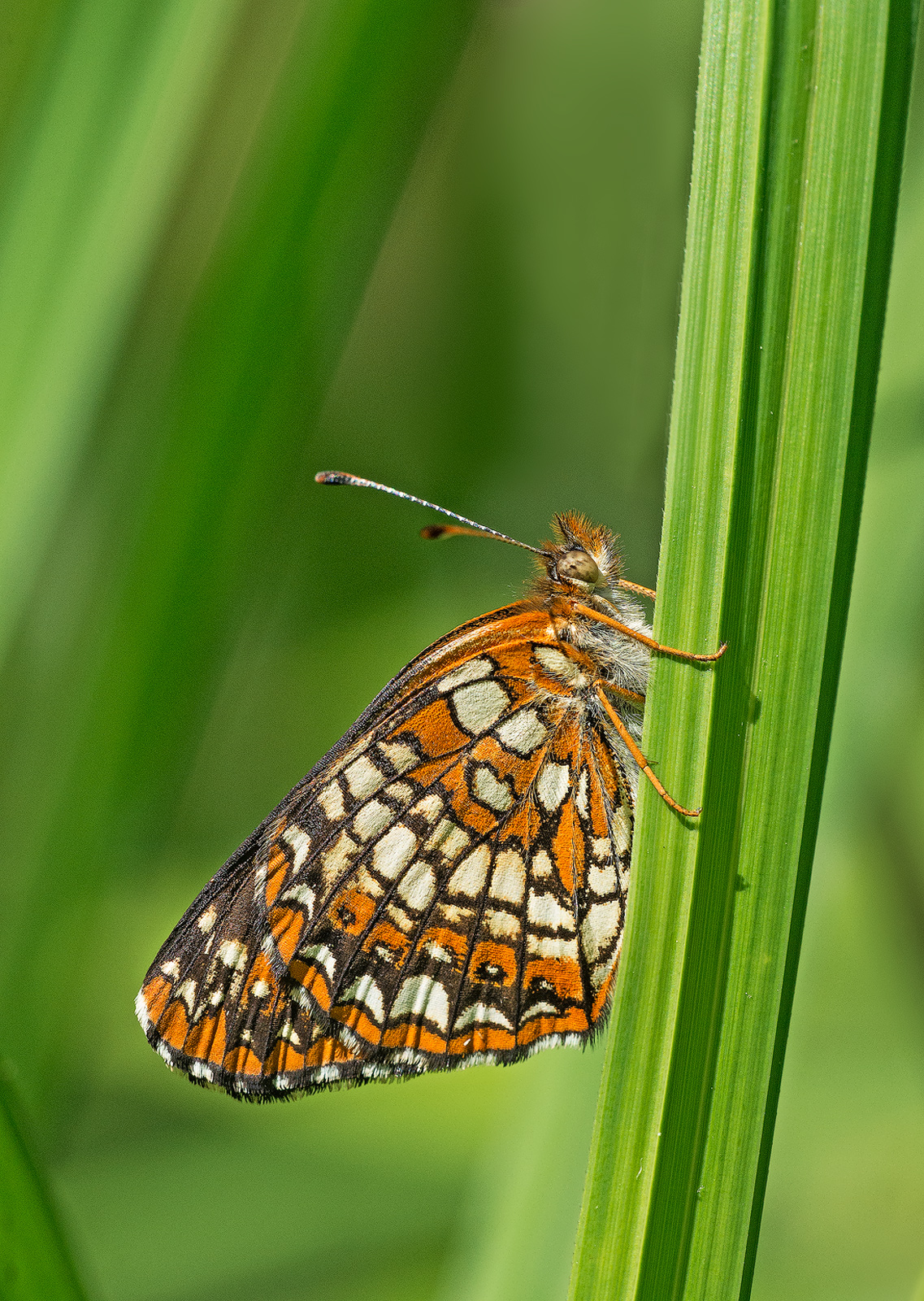 Harris's Checkerspot