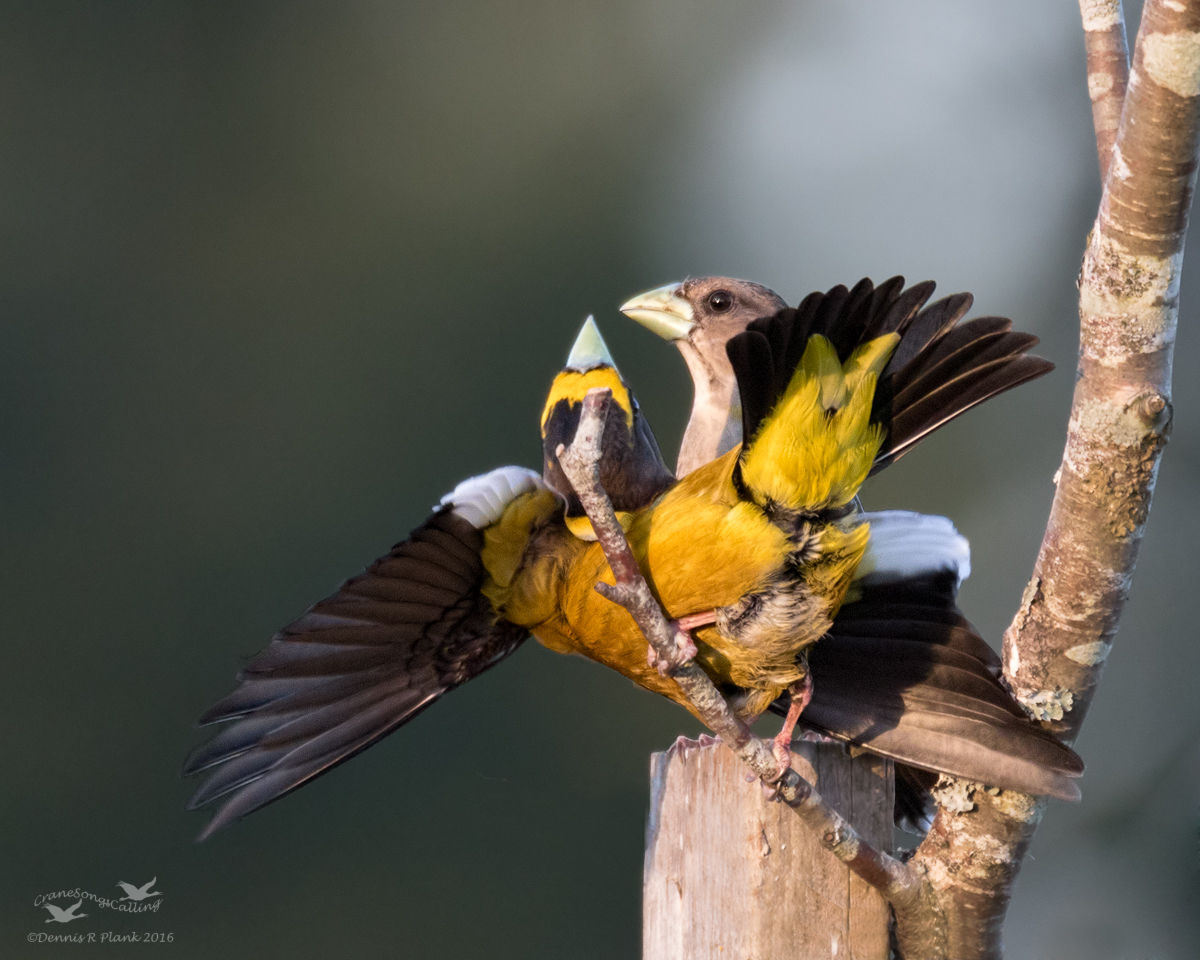 Grosbeak Behavior