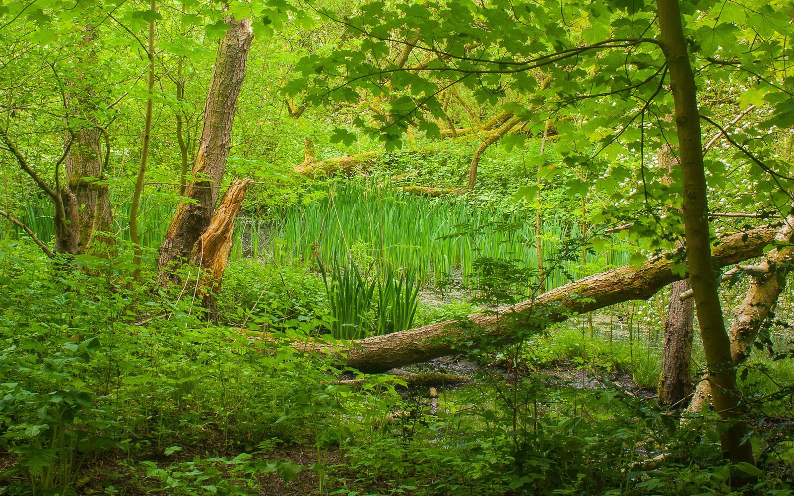 Local Woodland