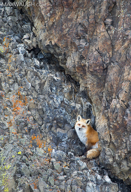 Crevice Fox