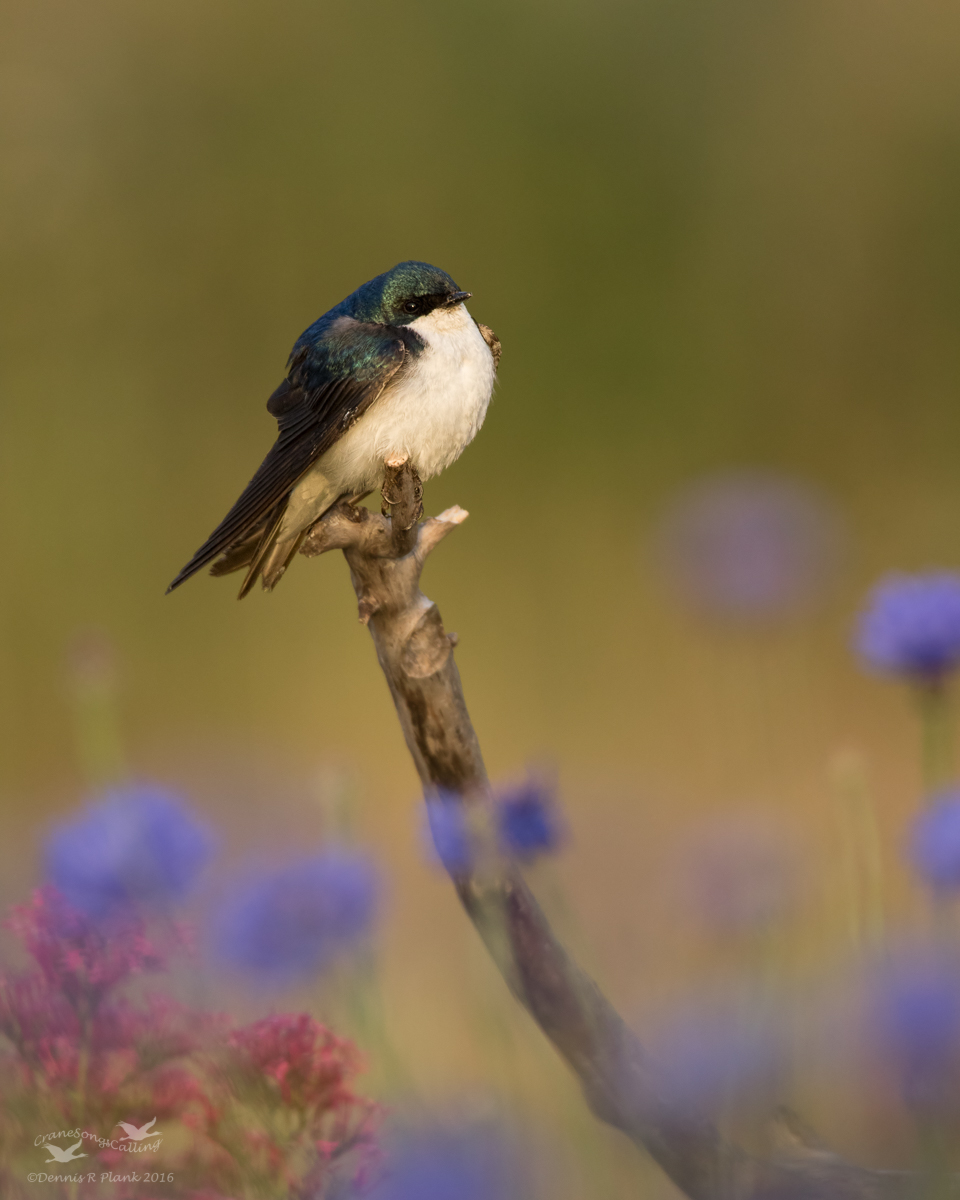 Tree Swallow